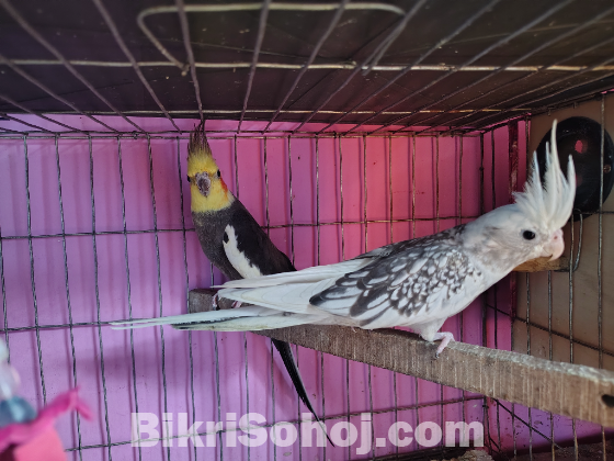 Cockatiel Bird For sell